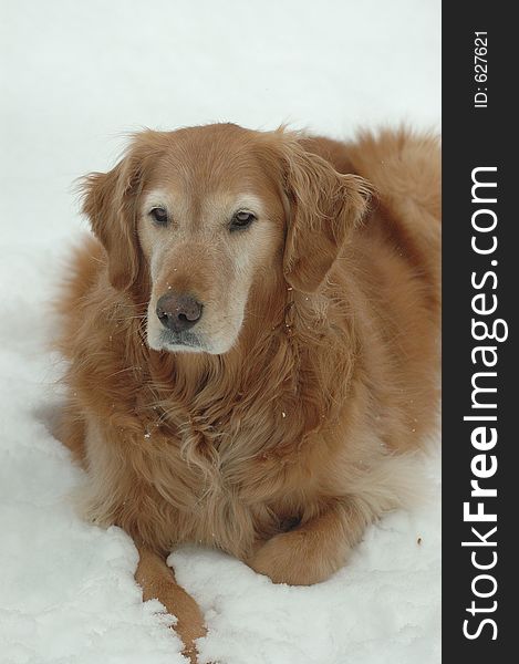 Golden retriever rests in the snow