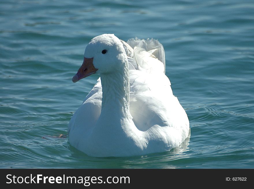 A white goose floats on the lake