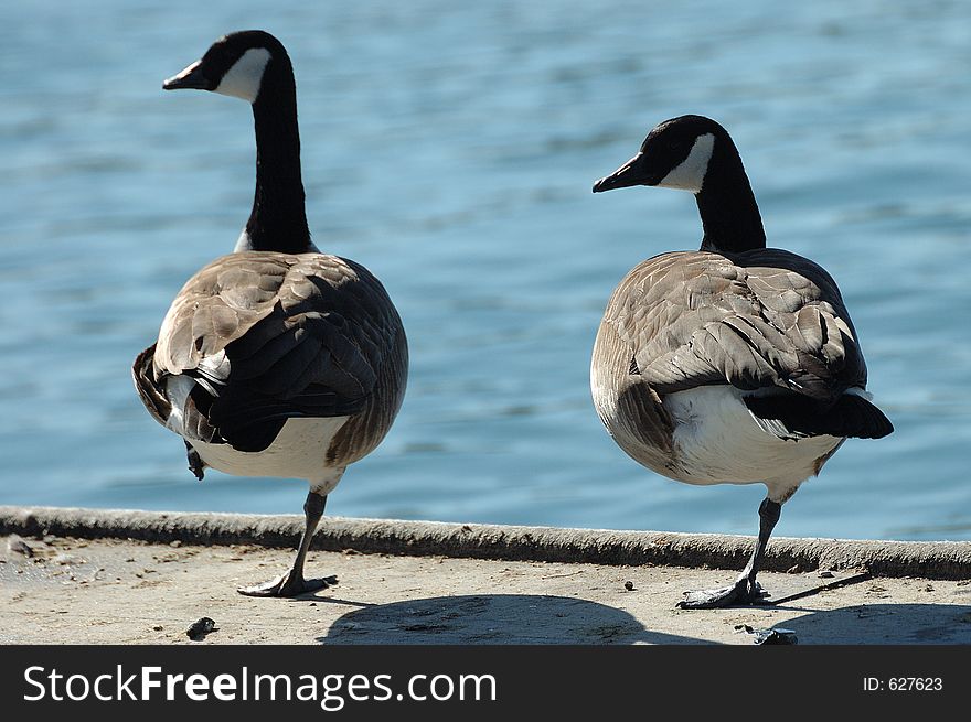 Pair of canada geese rest on one leg. Pair of canada geese rest on one leg