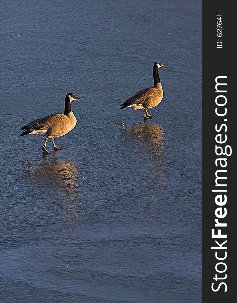 Canadian Geese On Frozen Lake