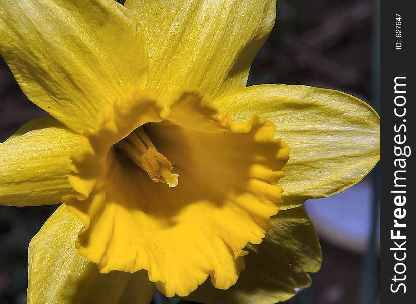 One in jonquil series in back garden shot straight. One in jonquil series in back garden shot straight