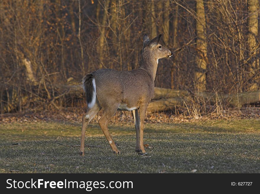 Deer in woods