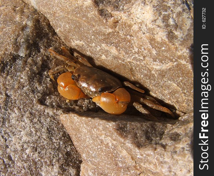 Rock crab not doing a very good job of hiding