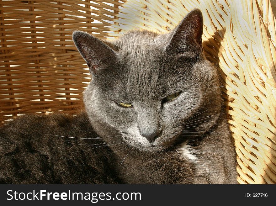 Cat in a basket relaxing. Cat in a basket relaxing