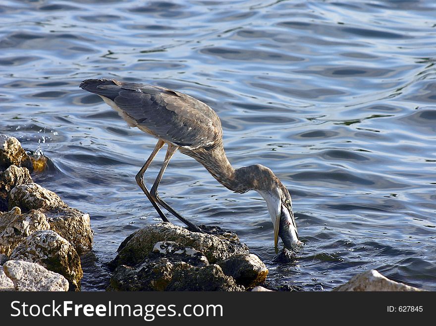 Heron Eating. Madeira Beach Floridai. Heron Eating. Madeira Beach Floridai