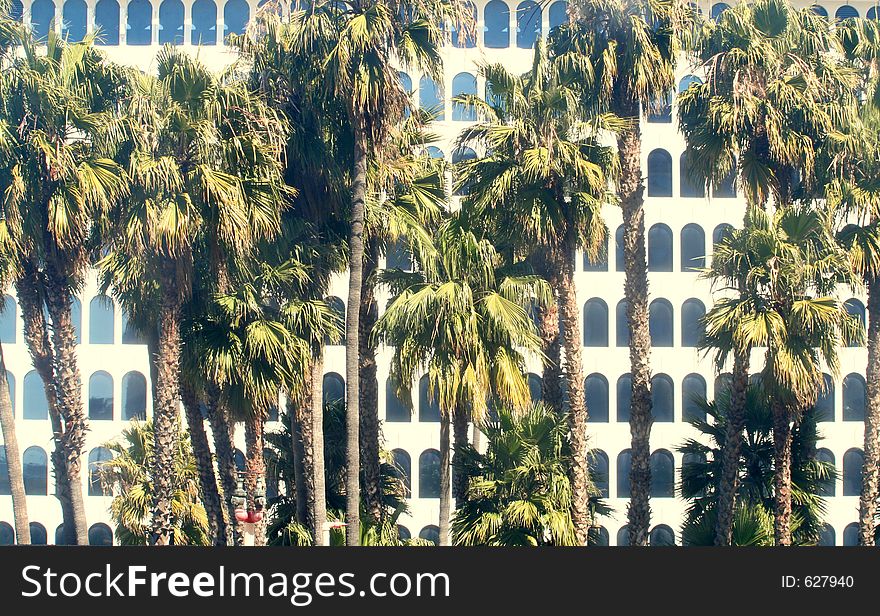 Building backgriound with palm trees in the foreground. Building backgriound with palm trees in the foreground