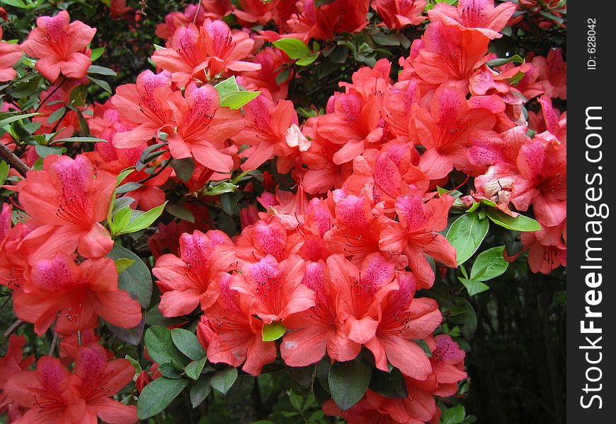 Bush filled with red flowers