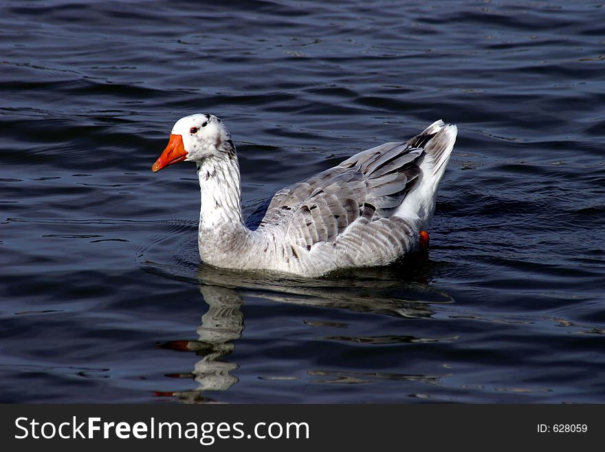 Greylag Goose. Greylag Goose