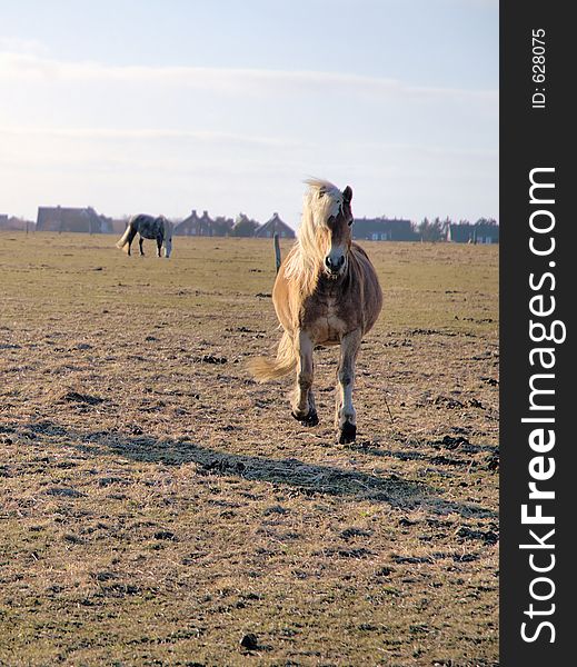 Pony running towards you. Pony running towards you