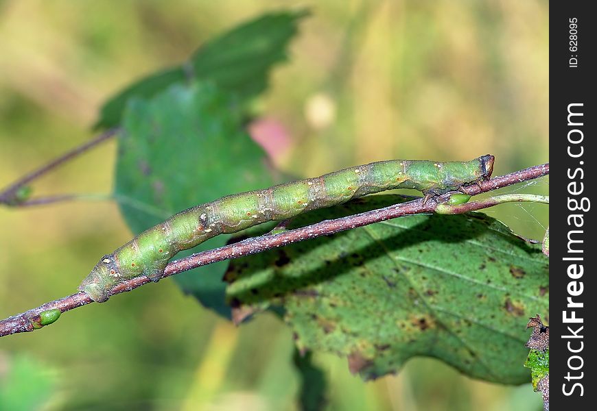 Caterpillar of butterfly Biston betularius.