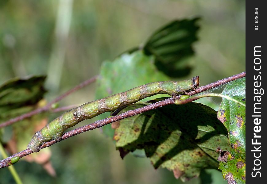 Caterpillar Of Butterfly Biston Betularius.