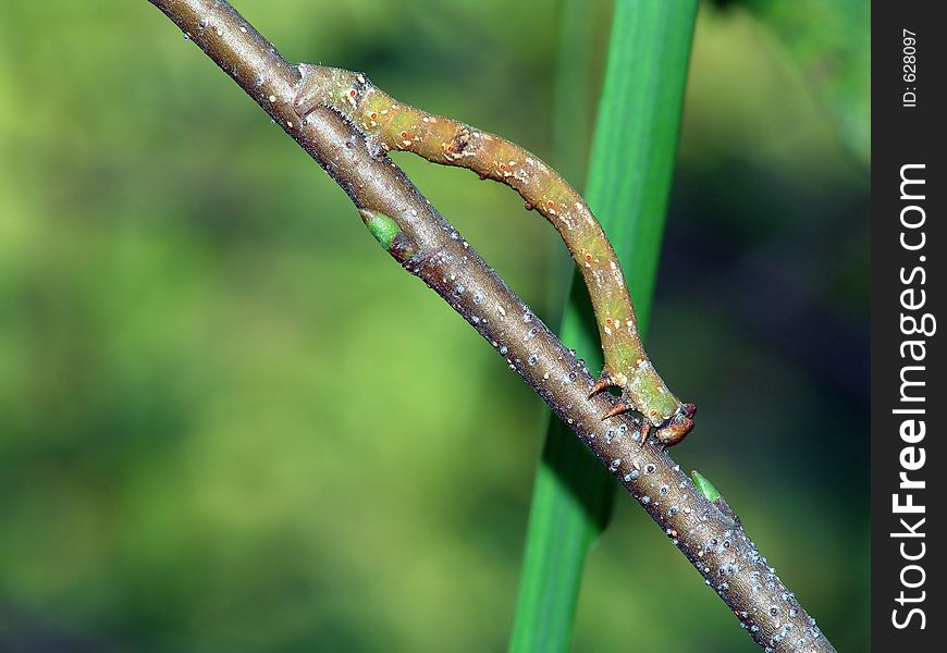 Caterpillar of butterfly Biston betularius.