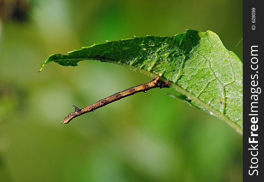 A caterpillar of the butterfly of family Geometridae on a willow. Has length of a body nearby 25 mm. The photo is made in Moscow areas (Russia). Original date/time: 2003:09:13 08:35:04. A caterpillar of the butterfly of family Geometridae on a willow. Has length of a body nearby 25 mm. The photo is made in Moscow areas (Russia). Original date/time: 2003:09:13 08:35:04.