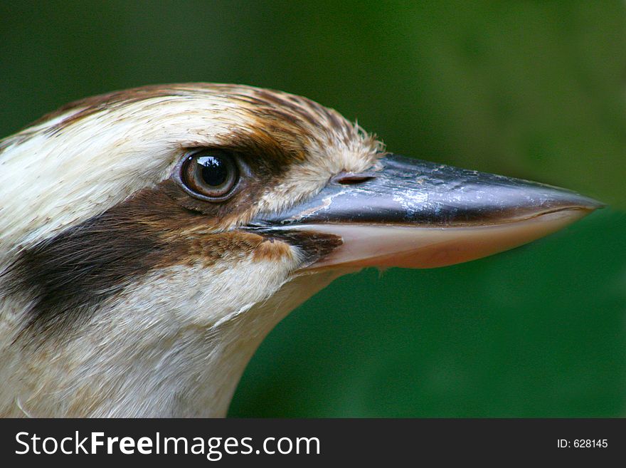 Close up head shot of an Australian Kookaburra