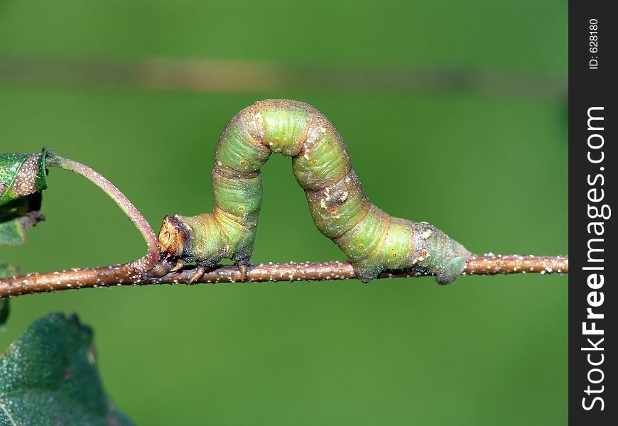 Caterpillar Of Butterfly Biston Betularius.