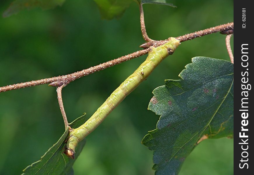 A caterpillar of butterfly Biston betularius families Geometridae on a branch of a birch. Has length of a body nearby 35 mm. The photo is made in Moscow areas (Russia). Original date/time: 2004:09:01 13:43:04. A caterpillar of butterfly Biston betularius families Geometridae on a branch of a birch. Has length of a body nearby 35 mm. The photo is made in Moscow areas (Russia). Original date/time: 2004:09:01 13:43:04.