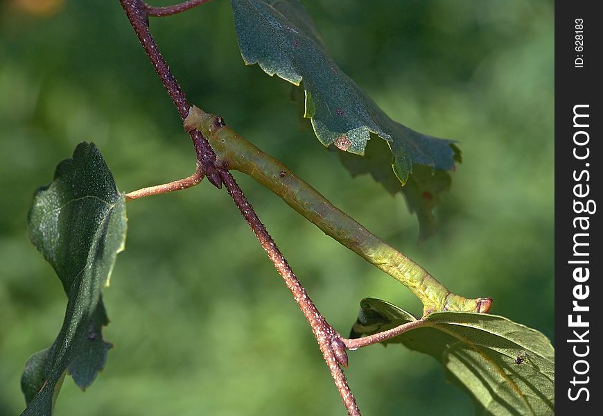 Caterpillar of butterfly Biston betularius.