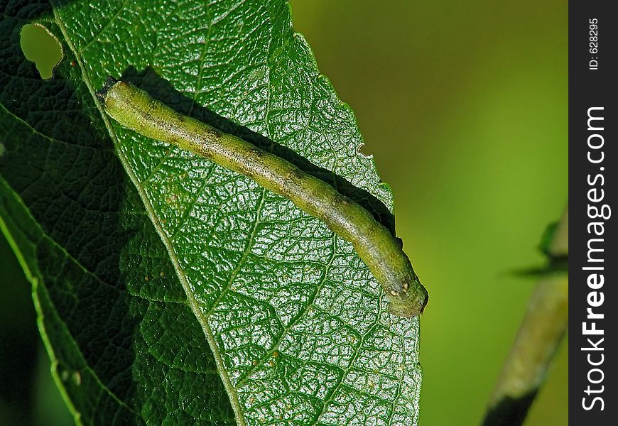 A caterpillar of the butterfly of family Geometridae on a willow. Has length of a body nearby 35 mm. The photo is made in Moscow areas (Russia). Original date/time: 2003:09:14 10:16:22. A caterpillar of the butterfly of family Geometridae on a willow. Has length of a body nearby 35 mm. The photo is made in Moscow areas (Russia). Original date/time: 2003:09:14 10:16:22.