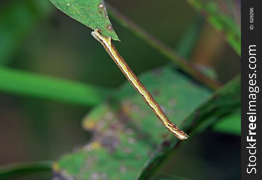 Caterpillar Of The Butterfly Of Family Geometridae.