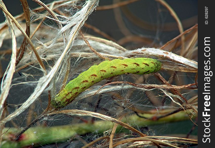 A caterpillar of butterfly Mamestra thalassina families Noctuidae. Length of a body about 30 mm. The photo is made in Moscow areas (Russia). Original date/time: 2004:08:22 11:15:52. A caterpillar of butterfly Mamestra thalassina families Noctuidae. Length of a body about 30 mm. The photo is made in Moscow areas (Russia). Original date/time: 2004:08:22 11:15:52.