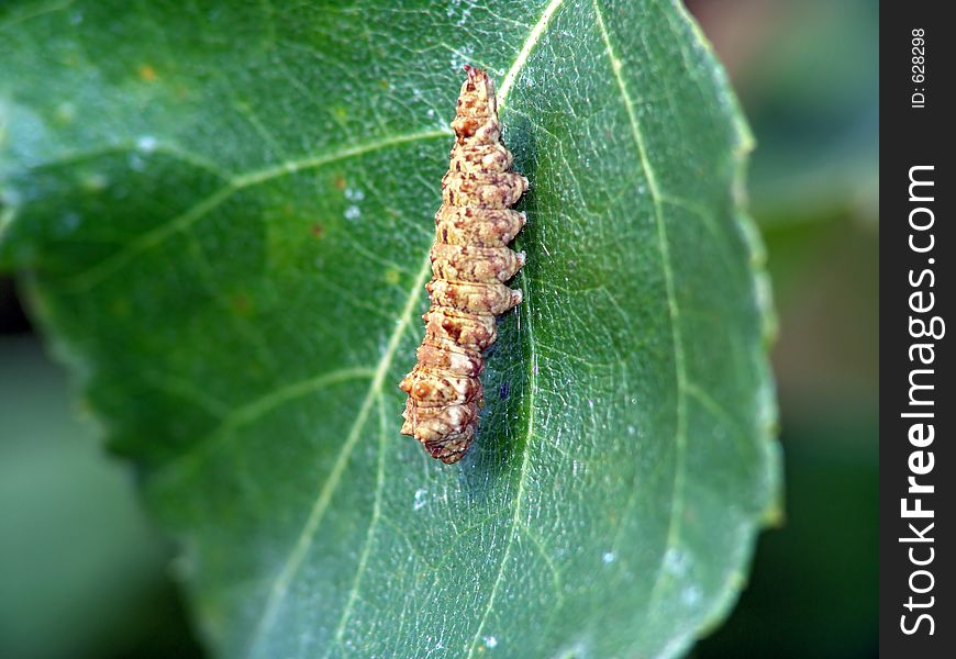 A caterpillar of butterfly Platypteryx lacertinaria families Drepanidae on a leaf of a birch. Has length of a body about 15 mm. The photo is made in Moscow areas (Russia). Original date/time: 2004:08:29 14:45:09. A caterpillar of butterfly Platypteryx lacertinaria families Drepanidae on a leaf of a birch. Has length of a body about 15 mm. The photo is made in Moscow areas (Russia). Original date/time: 2004:08:29 14:45:09.