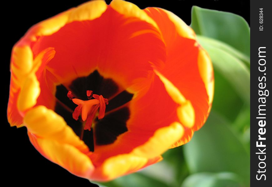 The beautiful red-orange tulip. The beautiful red-orange tulip