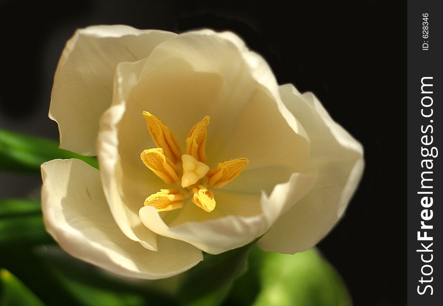 The beautiful white tulip. The beautiful white tulip