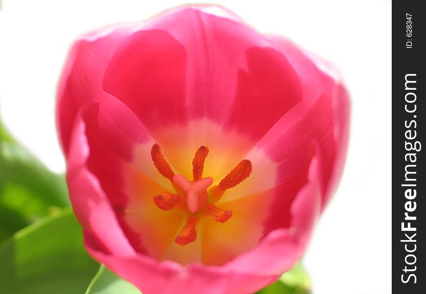 The Nice Tulip