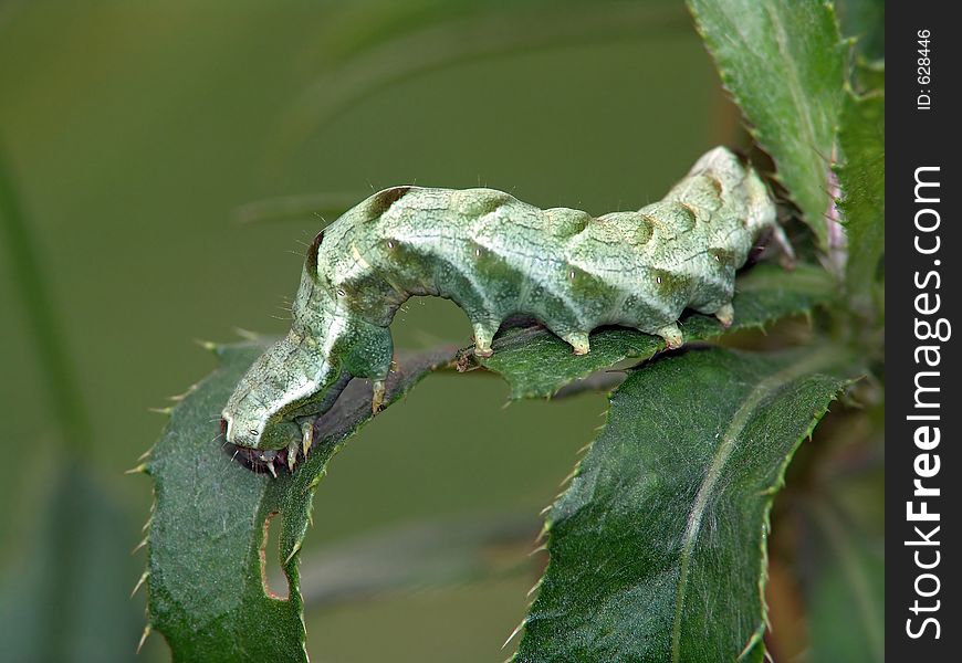 A caterpillar of the butterfly on a leaf of a plant. Length of a body about 30 mm. The photo is made in Moscow areas (Russia). Original date/time: 2004:08:30 10:53:42. A caterpillar of the butterfly on a leaf of a plant. Length of a body about 30 mm. The photo is made in Moscow areas (Russia). Original date/time: 2004:08:30 10:53:42.