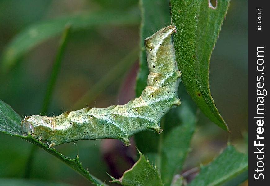 A caterpillar of the butterfly on a leaf of a plant. Length of a body about 30 mm. The photo is made in Moscow areas (Russia). Original date/time: 2004:09:02 18:26:05. A caterpillar of the butterfly on a leaf of a plant. Length of a body about 30 mm. The photo is made in Moscow areas (Russia). Original date/time: 2004:09:02 18:26:05.