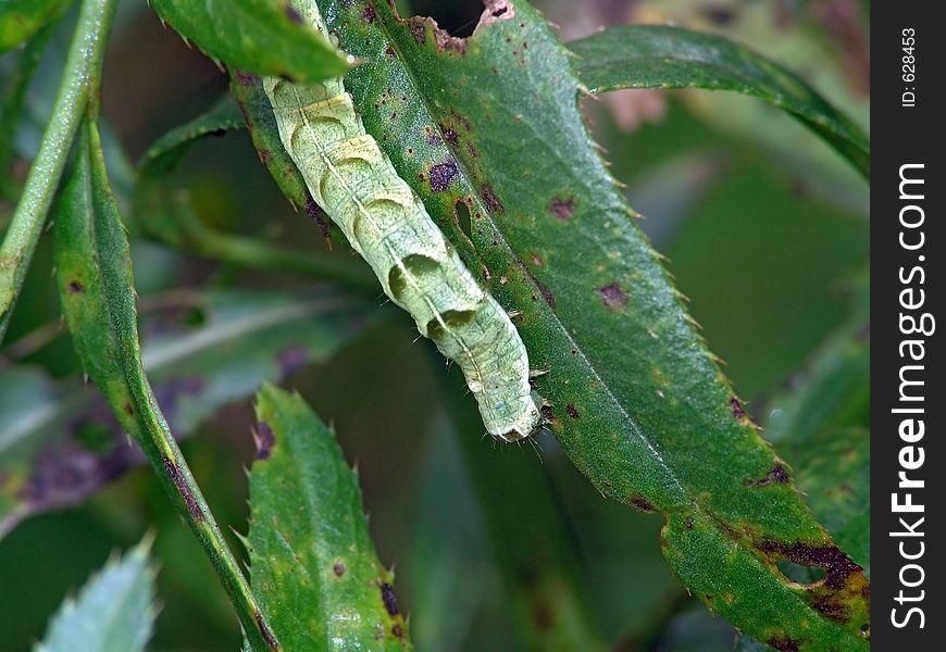 Caterpillar Of The Butterfly Of Family Noctuidae.