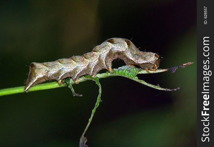 Caterpillar of the butterfly of family Noctuidae.