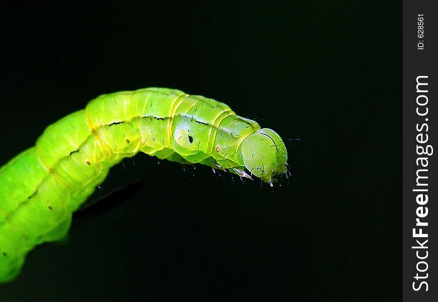 A caterpillar of the butterfly on a willow. Length of a body about 30 mm. The photo is made in Moscow areas (Russia). Original date/time:2003:09:02 02:41:28. A caterpillar of the butterfly on a willow. Length of a body about 30 mm. The photo is made in Moscow areas (Russia). Original date/time:2003:09:02 02:41:28.