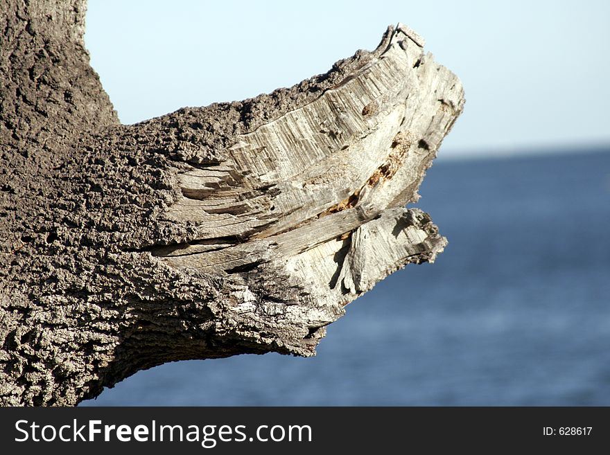 Tree Limb In Front Of The Ocean. Tree Limb In Front Of The Ocean