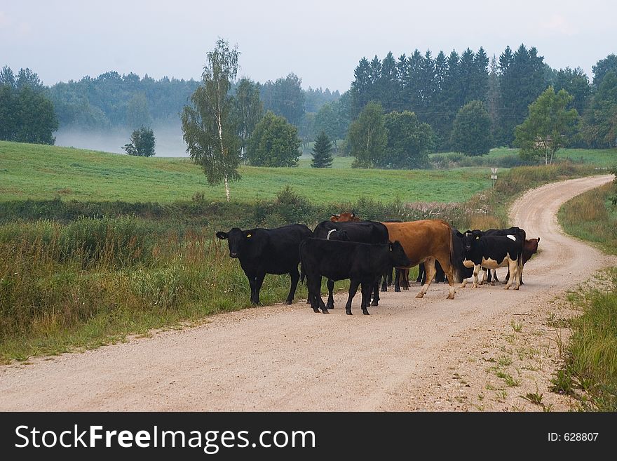 Cows in the lane