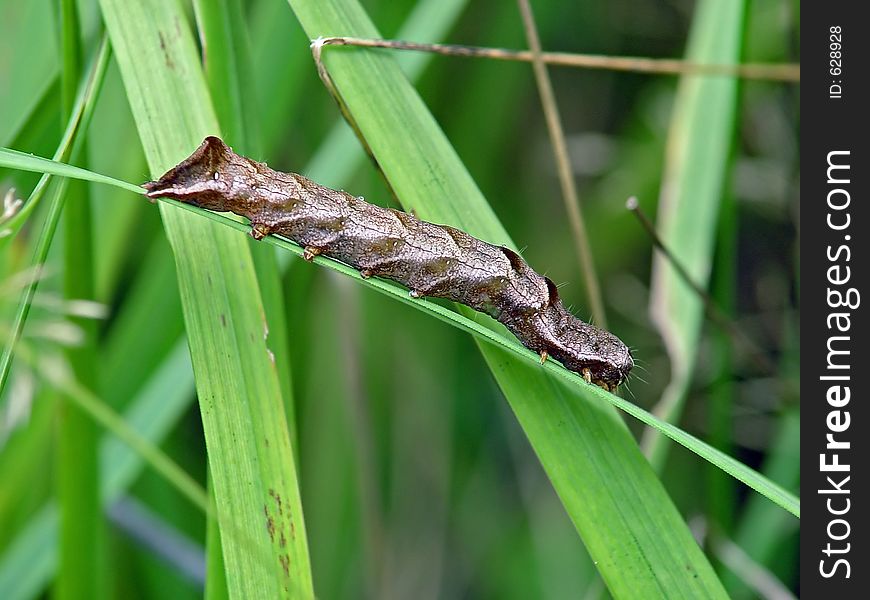 Caterpillar of the butterfly of family Noctuidae.