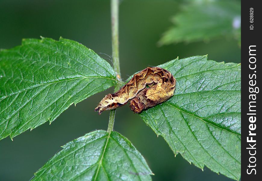 A caterpillar of the butterfly of family Noctuidae on a leaf of a plant. Length of a body about 30 mm. The photo is made in Moscow areas (Russia). Original date/time: 2004:08:19 11:47:24. A caterpillar of the butterfly of family Noctuidae on a leaf of a plant. Length of a body about 30 mm. The photo is made in Moscow areas (Russia). Original date/time: 2004:08:19 11:47:24.