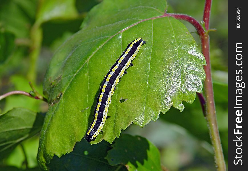 A caterpillar of butterfly Cucullia lucifuga families Nodtuidae. The photo is made in Moscow areas (Russia). Original date/time: 2003:07:19 23:03:45. A caterpillar of butterfly Cucullia lucifuga families Nodtuidae. The photo is made in Moscow areas (Russia). Original date/time: 2003:07:19 23:03:45.