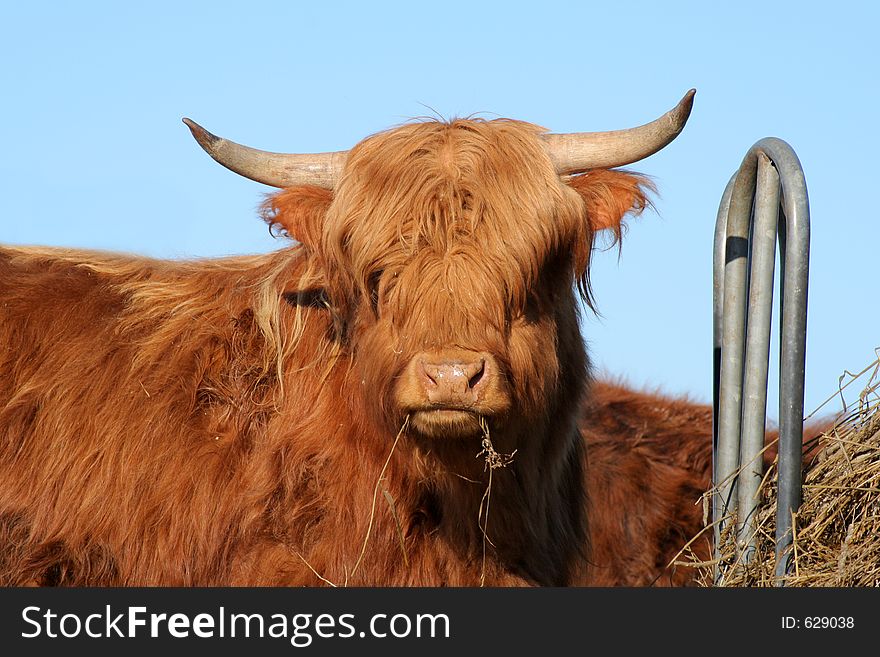 Long haired cow against a blue sky