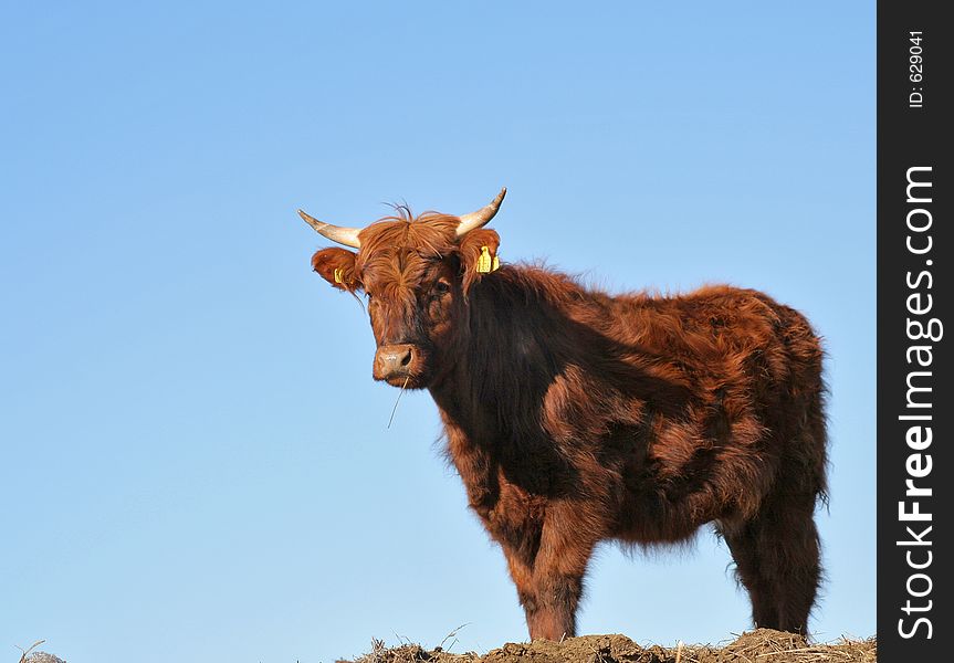 Long haired cow against a blue sky