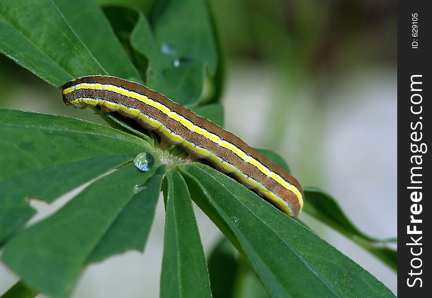 Caterpillar of butterfly Mamestra pisi.