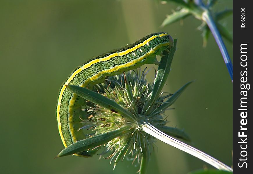 A caterpillar of butterfly Mamestra pisi families Noctuidae on Eryngium planum. Length of a body about 30 mm. The photo is made in Moscow areas (Russia). Original date/time: 2004:09:05 18:33:39. A caterpillar of butterfly Mamestra pisi families Noctuidae on Eryngium planum. Length of a body about 30 mm. The photo is made in Moscow areas (Russia). Original date/time: 2004:09:05 18:33:39.