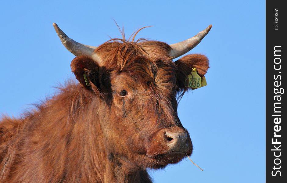 Long haired cow against a blue sky