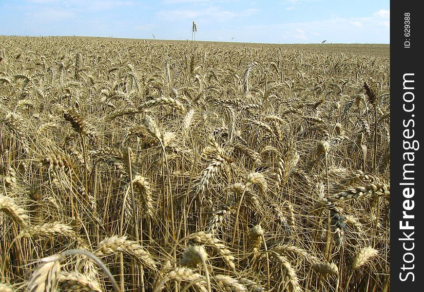 Mixture wheat and rye. Mixture wheat and rye