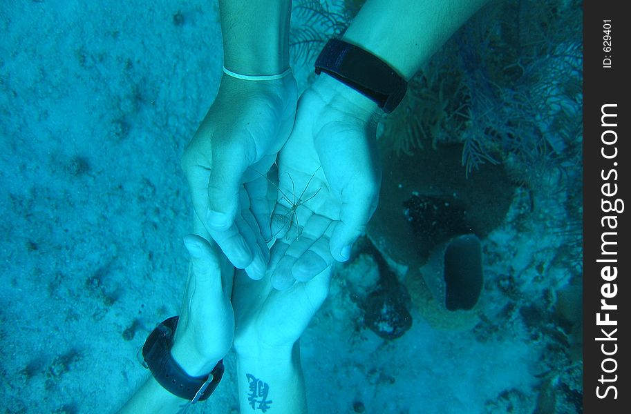 Scuba divers holding an arrow crab in their hands