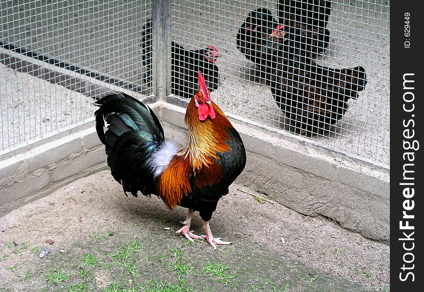 Rooster before his Harem.