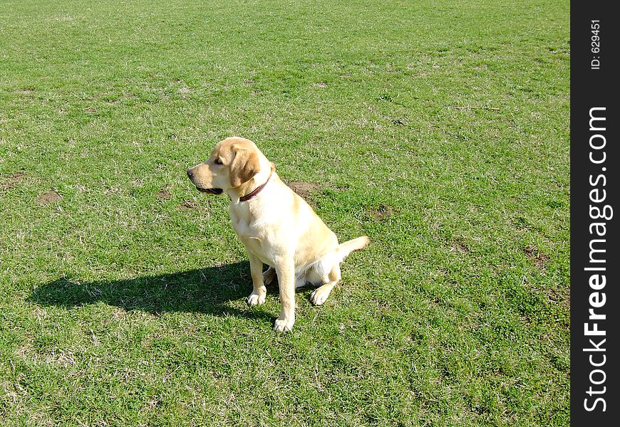 Puppy retriever looking forward on a green meadow