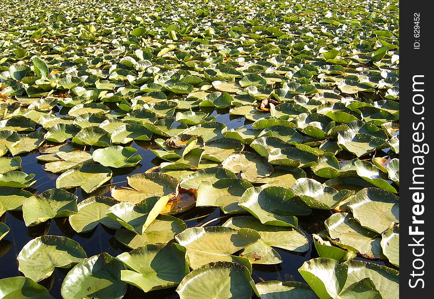 Water lilly green