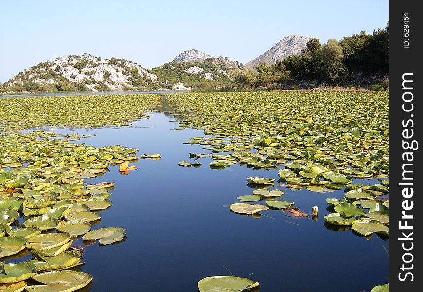 Lake water lilly