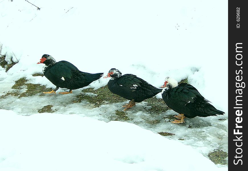 Ducks walking in the snow. Ducks walking in the snow